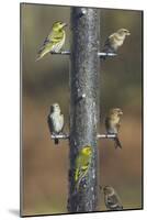 Siskins and Redpolls (Carduelis Flammea) at Niger-null-Mounted Photographic Print