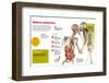 sistema endocrino.-null-Framed Photographic Print