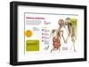 sistema endocrino.-null-Framed Photographic Print