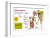 sistema endocrino.-null-Framed Photographic Print