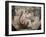 Sistine Chapel Ceiling: Erythraean Sibyl, 1508-12-Michelangelo Buonarroti-Framed Giclee Print