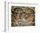 Sistine Chapel: the Last Judgement, 1538-41-Michelangelo Buonarroti-Framed Giclee Print