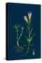 Sisymbrium Alliaria; Garlic Hedge-Mustard-null-Stretched Canvas