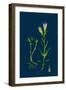 Sisymbrium Alliaria; Garlic Hedge-Mustard-null-Framed Giclee Print