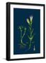 Sisymbrium Alliaria; Garlic Hedge-Mustard-null-Framed Giclee Print