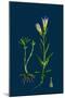 Sisymbrium Alliaria; Garlic Hedge-Mustard-null-Mounted Giclee Print
