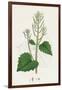Sisymbrium Alliaria Garlic Hedge-Mustard-null-Framed Giclee Print