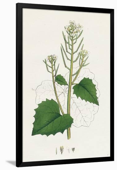 Sisymbrium Alliaria Garlic Hedge-Mustard-null-Framed Giclee Print