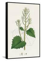 Sisymbrium Alliaria Garlic Hedge-Mustard-null-Framed Stretched Canvas