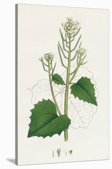 Sisymbrium Alliaria Garlic Hedge-Mustard-null-Stretched Canvas