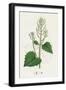 Sisymbrium Alliaria Garlic Hedge-Mustard-null-Framed Giclee Print