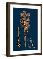 Sisymbrium Officinale; Common Hedge-Mustard-null-Framed Giclee Print