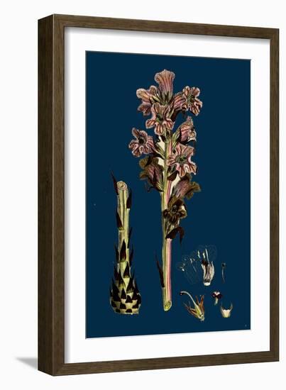 Sisymbrium Officinale; Common Hedge-Mustard-null-Framed Giclee Print