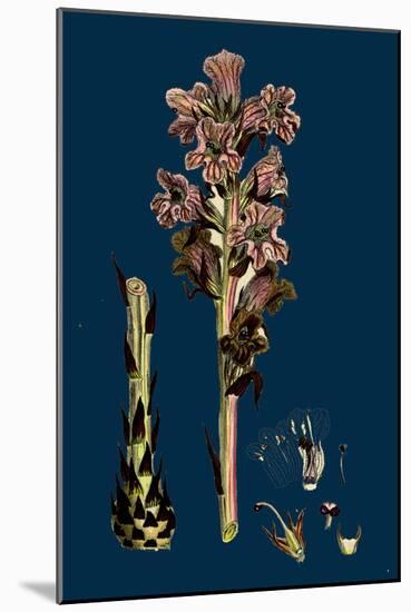 Sisymbrium Officinale; Common Hedge-Mustard-null-Mounted Giclee Print