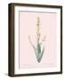 Sisyrinchium Striatum - Rose-Pierre Joseph Redoute-Framed Giclee Print