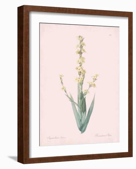 Sisyrinchium Striatum - Rose-Pierre Joseph Redoute-Framed Giclee Print