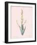 Sisyrinchium Striatum - Rose-Pierre Joseph Redoute-Framed Giclee Print