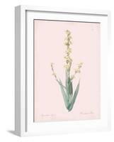 Sisyrinchium Striatum - Rose-Pierre Joseph Redoute-Framed Giclee Print