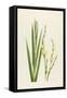 Sisyrinchium-Sally Crosthwaite-Framed Stretched Canvas