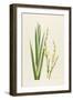 Sisyrinchium-Sally Crosthwaite-Framed Giclee Print