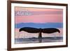 Sitka, Alaska - Humpback Fluke and Sunset-Lantern Press-Framed Premium Giclee Print