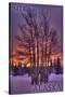 Sitka, Alaska - Tree in Snow-Lantern Press-Stretched Canvas