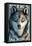 Sitka, Alaska - Wolf Up Close, c.2009-Lantern Press-Framed Stretched Canvas