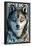 Sitka, Alaska - Wolf Up Close, c.2009-Lantern Press-Framed Art Print