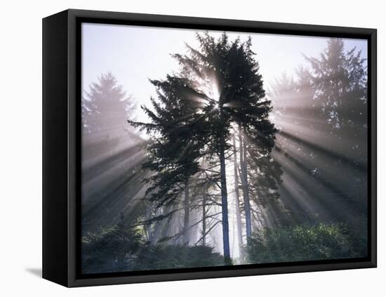 Sitka spruce, Morning Fog, Olympic National Park, Washington, USA-Charles Gurche-Framed Stretched Canvas