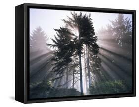 Sitka spruce, Morning Fog, Olympic National Park, Washington, USA-Charles Gurche-Framed Stretched Canvas