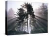 Sitka spruce, Morning Fog, Olympic National Park, Washington, USA-Charles Gurche-Stretched Canvas