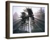 Sitka spruce, Morning Fog, Olympic National Park, Washington, USA-Charles Gurche-Framed Photographic Print