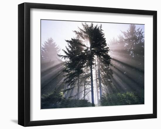 Sitka spruce, Morning Fog, Olympic National Park, Washington, USA-Charles Gurche-Framed Photographic Print