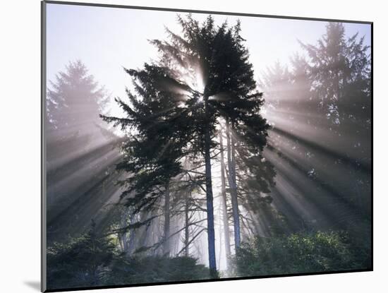 Sitka spruce, Morning Fog, Olympic National Park, Washington, USA-Charles Gurche-Mounted Photographic Print