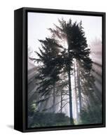 Sitka spruce, Morning Fog, Olympic National Park, Washington, USA-Charles Gurche-Framed Stretched Canvas