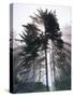Sitka spruce, Morning Fog, Olympic National Park, Washington, USA-Charles Gurche-Stretched Canvas