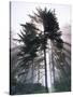 Sitka spruce, Morning Fog, Olympic National Park, Washington, USA-Charles Gurche-Stretched Canvas