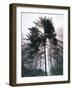 Sitka spruce, Morning Fog, Olympic National Park, Washington, USA-Charles Gurche-Framed Photographic Print