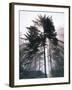 Sitka spruce, Morning Fog, Olympic National Park, Washington, USA-Charles Gurche-Framed Photographic Print