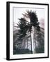 Sitka spruce, Morning Fog, Olympic National Park, Washington, USA-Charles Gurche-Framed Photographic Print