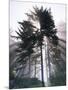 Sitka spruce, Morning Fog, Olympic National Park, Washington, USA-Charles Gurche-Mounted Photographic Print