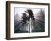 Sitka spruce, Morning Fog, Olympic National Park, Washington, USA-Charles Gurche-Framed Photographic Print