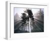 Sitka spruce, Morning Fog, Olympic National Park, Washington, USA-Charles Gurche-Framed Photographic Print