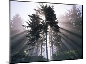 Sitka spruce, Morning Fog, Olympic National Park, Washington, USA-Charles Gurche-Mounted Photographic Print