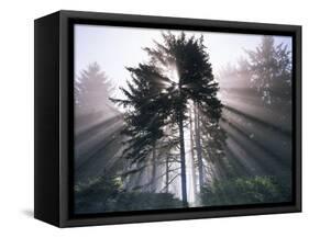 Sitka spruce, Morning Fog, Olympic National Park, Washington, USA-Charles Gurche-Framed Stretched Canvas