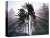 Sitka spruce, Morning Fog, Olympic National Park, Washington, USA-Charles Gurche-Stretched Canvas