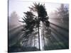 Sitka spruce, Morning Fog, Olympic National Park, Washington, USA-Charles Gurche-Stretched Canvas