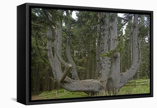 Sitka Spruce, Octopus Tree, Cape Mears, Oregon Coast, USA-null-Framed Stretched Canvas