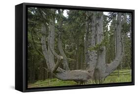 Sitka Spruce, Octopus Tree, Cape Mears, Oregon Coast, USA-null-Framed Stretched Canvas