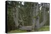 Sitka Spruce, Octopus Tree, Cape Mears, Oregon Coast, USA-null-Stretched Canvas